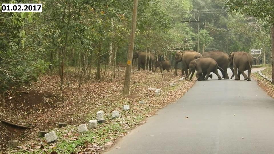 Green Leaf Home Stay Thekkady Eksteriør billede
