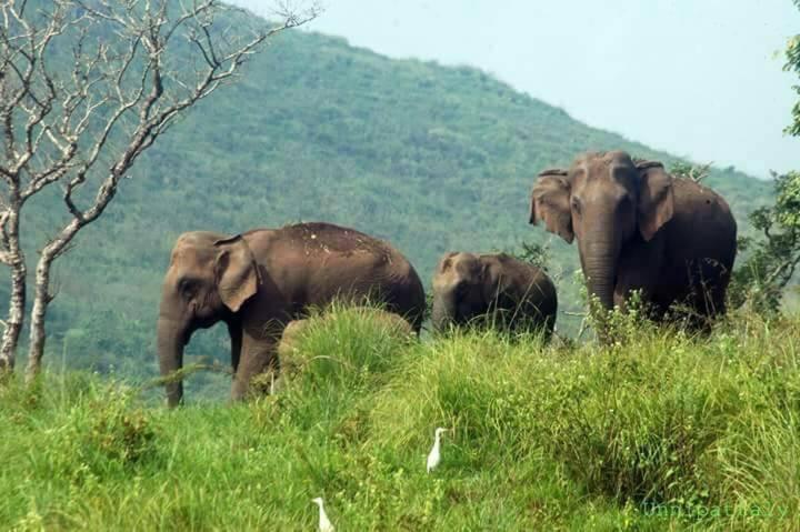 Green Leaf Home Stay Thekkady Eksteriør billede